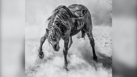Colorado photographer's wild stallion photo takes home top nature prize