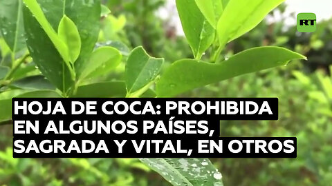 Hoja de coca: prohibida y estigmatizada en unos países, sagrada y vital en otros