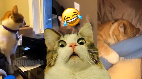 THIS IS FUNNIEST CATS VIDEO EVER😂