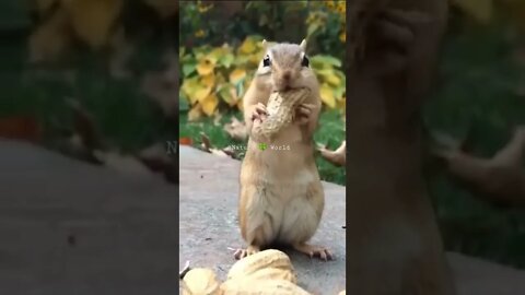 गिलहरी क्या कर रही है🤣What Is The Squirrel Doing👈