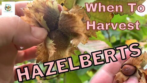 When To Harvest Hazelberts | Hazelnuts And Filberts Too
