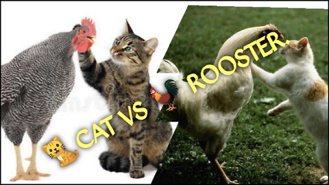 Cat vs Rooster.