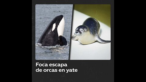 Foca perseguida por orcas logra escapar en un yate