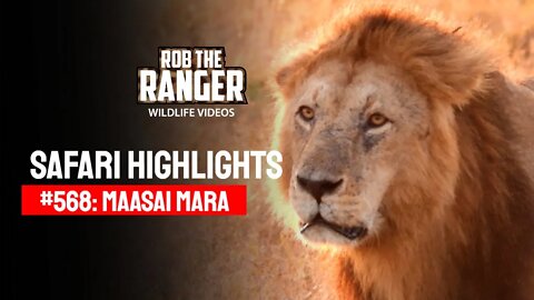 Safari Highlights #568: 15 & 16 October 2020 | Maasai Mara/Zebra Plains | Latest Wildlife Sightings