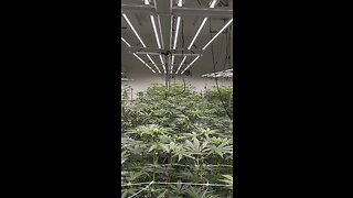 State of the art marijuana facility Cannabis on High Tech. Level!