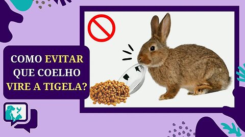 DICAS para Evitar que o Coelho VIRE AS TIGELAS