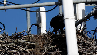 Verified, Local Eagles Have 2 Eaglets