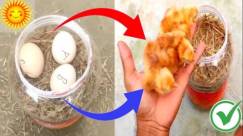 How A Chick Born From A Egg 🐣 - Interesting Video - 😱