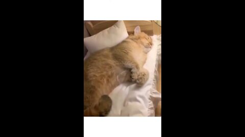 The cat sleeps with a bed