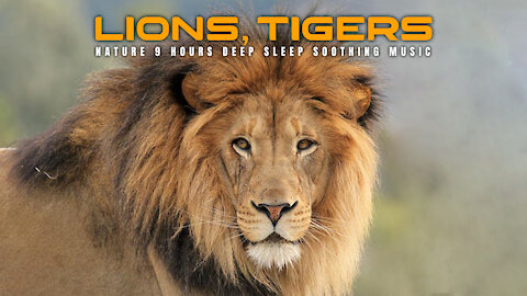 Lions and Tigers Nature's Deep Sleep
