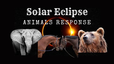 How Animals Respond To Solar Eclipse