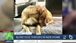Blind dog thrives in new home