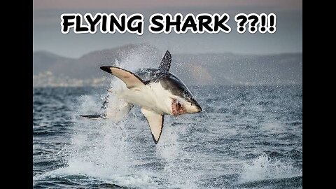 HOW SHARK CAN FLY ?? || BEAUTIFUL WORLD WILD
