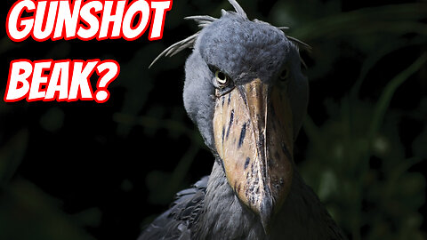 The Weird Shoebill Stork!