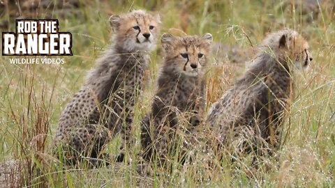 Playful Cheetah Cubs | Maasai Mara Safari | Zebra Plains