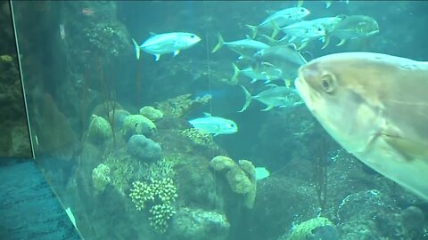 $40M expansion will be Florida Aquarium's first major development since 1995