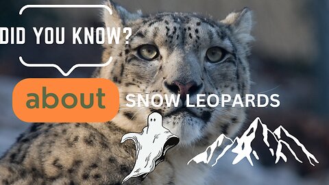 Interesting facts about Snow Leopards