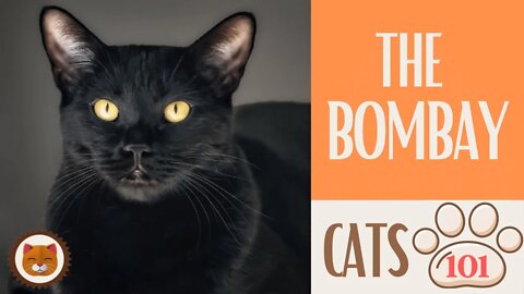 🐱 Cats 101 🐱 BOMBAY CAT - Top Cat Facts about the BOMBAY #KittensCorner