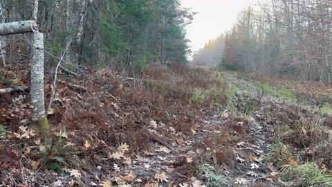 Maine whitetail buck down