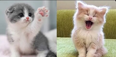 Cute cat 😸 acting and funny moments 😻😻😺