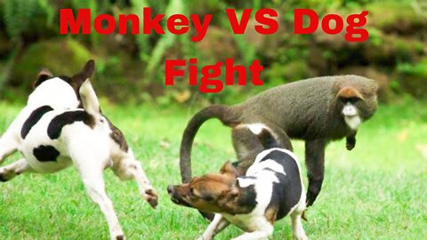 Monkey VS Dog Fight | Funny Dog | Dog video|Cute Dog