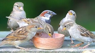 More Sparrow Males are Allowed to Participate at the Feeding Bowl