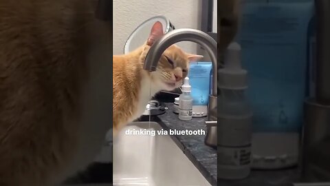 Cat Drinking water via Bluetooth 🤣🤣🤣🤣