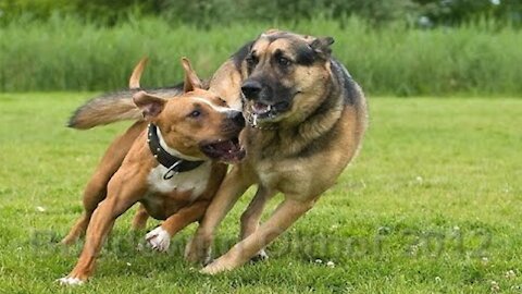 Hazardous Pitbull Dog Attacks German Shepherd Episode 1