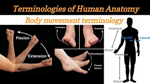 Anatomical Positions and Directional Terms | Anatomical terms | Medical terminology Lecture #2