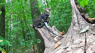 Curious Cat Climbs on the Root of a Fallen Tree