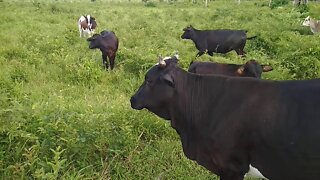 Mt. Sinai Refuge- Neighbors cows