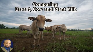 The Breast, Cow and Plant Milk Comparisons