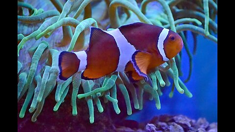 Clownfish , an Orange Fish Hiding in Sea