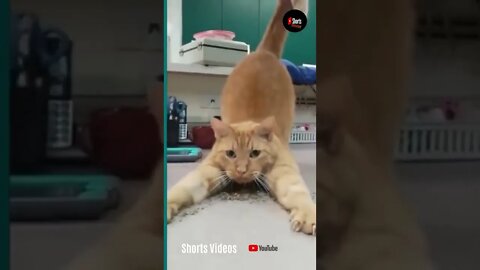 💞😆Cats and dogs fighting very funny😂 Try not to laugh part 3 #shorts