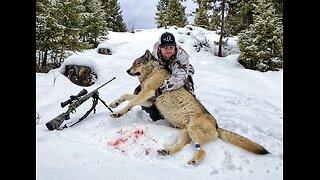 Public Land Wolf Hunting 11