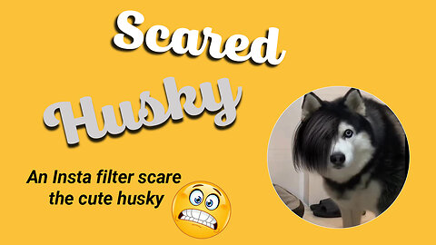 The Shocking Impact of Instagram Filters on Pets: A Husky's Story,Husky's Facial Scarring