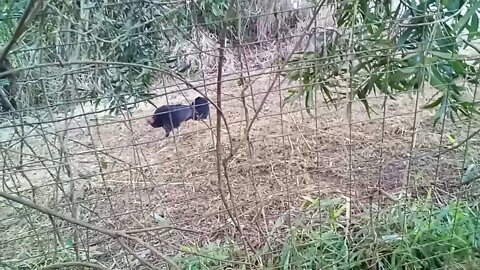 Australian Bush Turkey, Early morning, out in the Frost 17/07