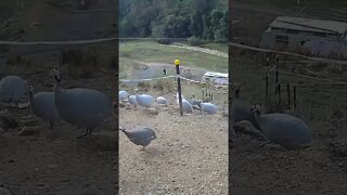 Guinea fowl