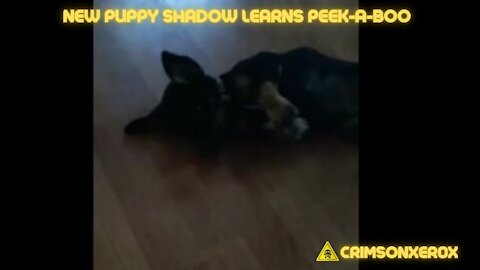 New Puppy Shadow Learns Peek-A-Boo