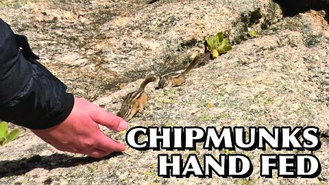 CHIPMUNKS HAND FED 🐿️!!! #chipmunk #chipmunks #handfeeding #eating #adorable #nature #usa