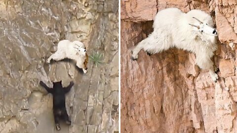 Win Or Fall Game !! Bear Vs Mountain Goats