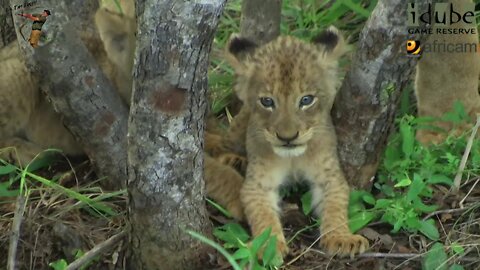 LIONS: Following The Pride 5: Close To The Den