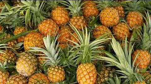 pineapple ki kheti | pineapple farmig processing growing and harvesting and factory processing