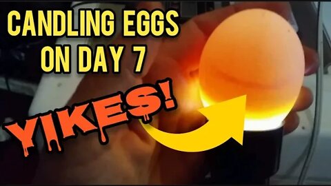 Candling Eggs on Day 7- Ann's Tiny Life and Homestead