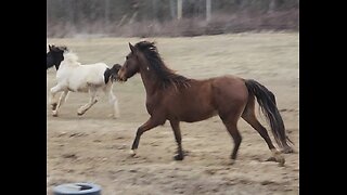 Horses Play and Gallop [ Cool Breeze in Air ] #horse #play