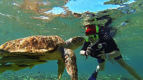 One-eyed sea turtle becomes local legend
