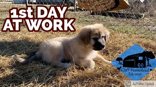 Livestock Guardian School Starts Today