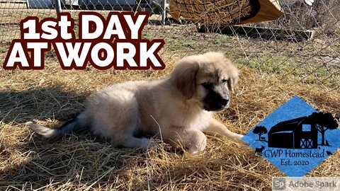 Livestock Guardian School Starts Today