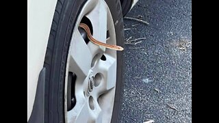 Garter snake in the rim of a car