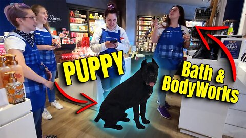 Taking My Cane Corso Puppy Shopping! Raw Video #viral